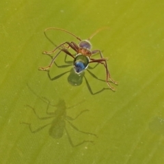 Pseudohalme laetabilis at Molonglo Valley, ACT - 2 Sep 2019 12:27 PM