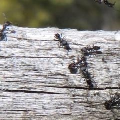 Ochetellus sp. (genus) (Black House Ant) at Tidbinbilla Nature Reserve - 1 Sep 2019 by RobParnell