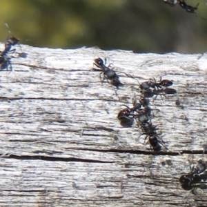 Ochetellus sp. (genus) at Paddys River, ACT - 1 Sep 2019 12:32 PM