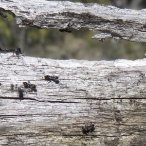 Ochetellus sp. (genus) at Paddys River, ACT - 1 Sep 2019 12:32 PM