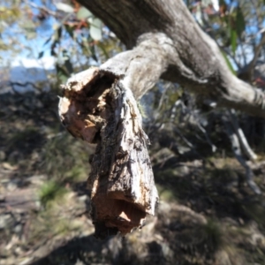 Ochetellus sp. (genus) at Paddys River, ACT - 1 Sep 2019 12:32 PM