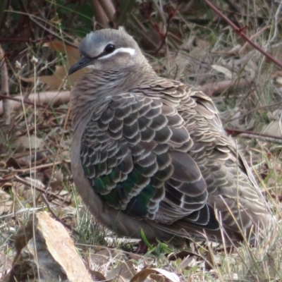 Phaps chalcoptera (Common Bronzewing) at Red Hill Nature Reserve - 29 Aug 2019 by RobParnell
