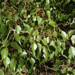 Brachychiton populneus subsp. populneus (Kurrajong) at Mount Mugga Mugga - 2 Sep 2019 by Mike