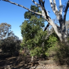 Brachychiton populneus subsp. populneus at Symonston, ACT - 2 Sep 2019