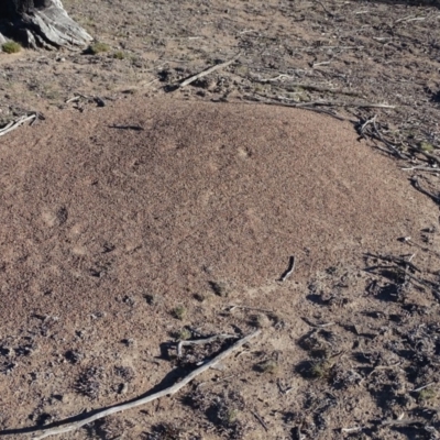 Iridomyrmex purpureus (Meat Ant) at Mount Mugga Mugga - 2 Sep 2019 by Mike