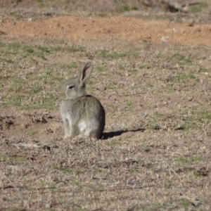 Oryctolagus cuniculus at Symonston, ACT - 2 Sep 2019 03:18 PM