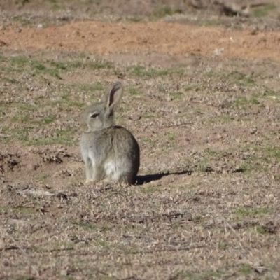 Oryctolagus cuniculus (European Rabbit) at Mount Mugga Mugga - 2 Sep 2019 by Mike