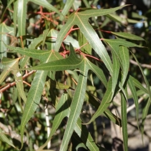 Brachychiton populneus subsp. populneus at Symonston, ACT - 2 Sep 2019 03:15 PM