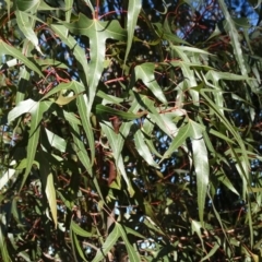 Brachychiton populneus subsp. populneus at Symonston, ACT - 2 Sep 2019