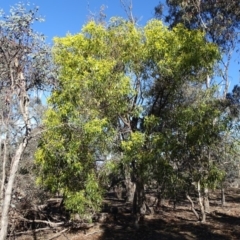 Acacia pycnantha (Golden Wattle) at Mount Mugga Mugga - 2 Sep 2019 by Mike