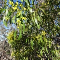 Acacia pycnantha at Symonston, ACT - 2 Sep 2019