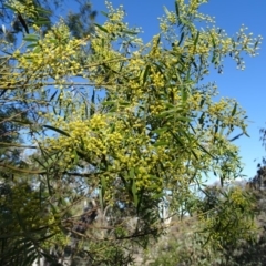 Acacia decora (Showy Wattle) at Symonston, ACT - 2 Sep 2019 by Mike