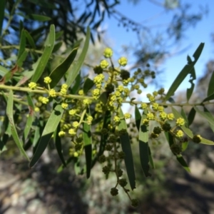 Acacia decora at Symonston, ACT - 2 Sep 2019