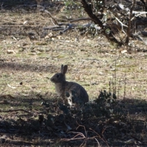 Oryctolagus cuniculus at Symonston, ACT - 2 Sep 2019 02:54 PM