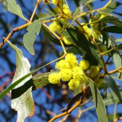 Acacia pycnantha (Golden Wattle) at Mount Mugga Mugga - 2 Sep 2019 by Mike