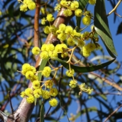 Acacia pycnantha at Symonston, ACT - 2 Sep 2019 02:52 PM