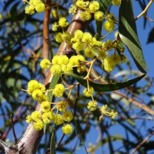 Acacia pycnantha at Symonston, ACT - 2 Sep 2019 02:52 PM