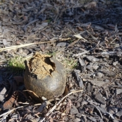 Pisolithus marmoratus (Horse Dung Fungus) at Symonston, ACT - 2 Sep 2019 by Mike