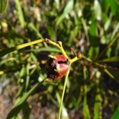 Trichilogaster sp. (genus) (Acacia gall wasp) at Symonston, ACT - 2 Sep 2019 by Mike