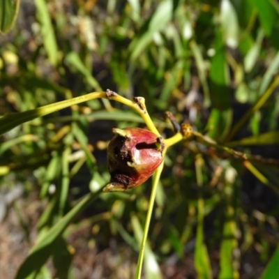 Trichilogaster sp. (genus) (Acacia gall wasp) at Mount Mugga Mugga - 2 Sep 2019 by Mike