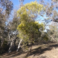 Acacia pycnantha (Golden Wattle) at Symonston, ACT - 2 Sep 2019 by Mike