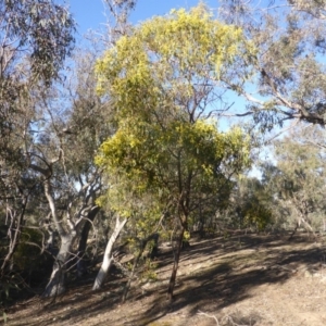 Acacia pycnantha at Symonston, ACT - 2 Sep 2019 03:55 PM