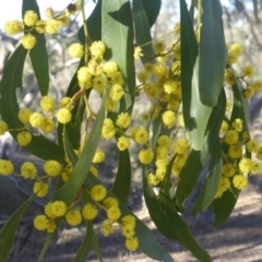 Acacia pycnantha at Symonston, ACT - 2 Sep 2019 03:55 PM