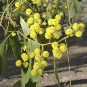 Acacia pycnantha at Symonston, ACT - 2 Sep 2019 03:55 PM