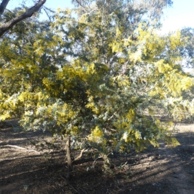 Acacia baileyana (Cootamundra Wattle, Golden Mimosa) at Symonston, ACT - 2 Sep 2019 by Mike