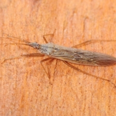 Nabis sp. (genus) (Damsel bug) at Hall, ACT - 1 Sep 2019 by Harrisi