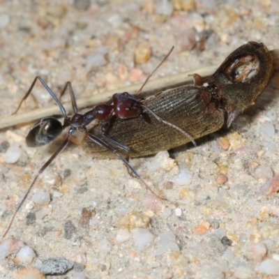 Iridomyrmex purpureus (Meat Ant) at Karabar, NSW - 1 Sep 2019 by Harrisi