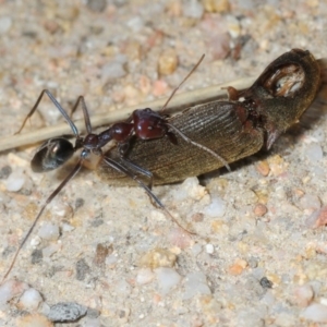 Iridomyrmex purpureus at Karabar, NSW - 1 Sep 2019