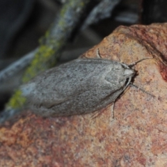 Oecophoridae provisional species 1 at Jerrabomberra, NSW - 1 Sep 2019 by Harrisi