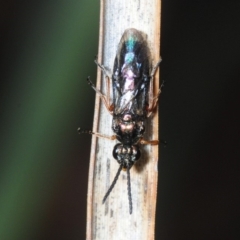 Eurys sp. (genus) (Eurys sawfly) at Mount Jerrabomberra - 1 Sep 2019 by Harrisi