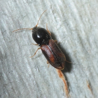 Austrocardiophorus sp. (genus) (Click beetle) at Mount Jerrabomberra QP - 1 Sep 2019 by Harrisi