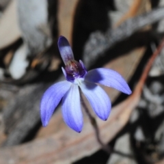 Cyanicula caerulea (Blue Fingers, Blue Fairies) at Jerrabomberra, NSW - 1 Sep 2019 by Harrisi