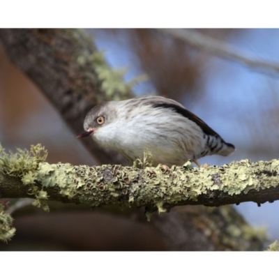 Daphoenositta chrysoptera (Varied Sittella) at Mount Majura - 30 Aug 2019 by kdm