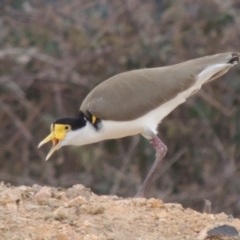 Vanellus miles (Masked Lapwing) at Molonglo, ACT - 1 Sep 2019 by MichaelBedingfield