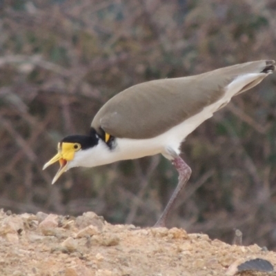 Vanellus miles (Masked Lapwing) at Molonglo, ACT - 1 Sep 2019 by MichaelBedingfield