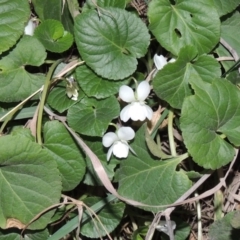 Viola odorata (Sweet Violet, Common Violet) at Coombs, ACT - 1 Sep 2019 by michaelb