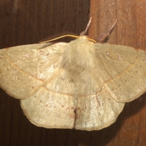 Anthela acuta at Rosedale, NSW - 28 Aug 2019 07:37 PM