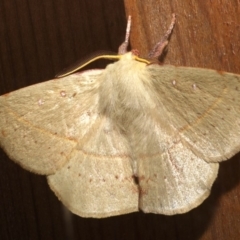 Anthela acuta at Rosedale, NSW - 28 Aug 2019 07:37 PM