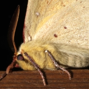 Anthela acuta at Rosedale, NSW - 28 Aug 2019 07:37 PM