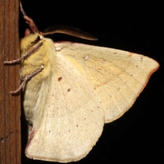 Anthela acuta at Rosedale, NSW - 28 Aug 2019 07:37 PM