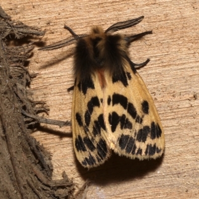 Ardices curvata (Crimson Tiger Moth) at Rosedale, NSW - 28 Aug 2019 by jbromilow50