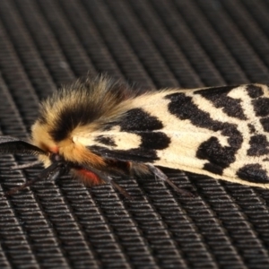 Ardices curvata at Rosedale, NSW - 29 Aug 2019 09:55 PM