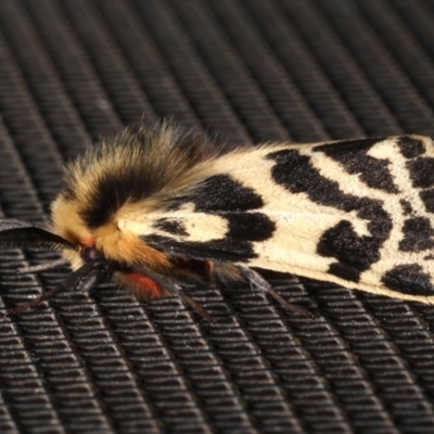 Ardices curvata (Crimson Tiger Moth) at Rosedale, NSW - 29 Aug 2019 by jbromilow50