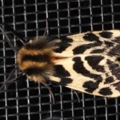 Ardices curvata at Rosedale, NSW - 29 Aug 2019