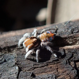 Maratus calcitrans at Dunlop, ACT - 2 Sep 2019