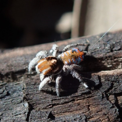 Maratus calcitrans (Kicking peacock spider) at Aranda Bushland - 2 Sep 2019 by CathB